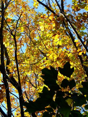 ささぶねの道（大原みねみち公園）

