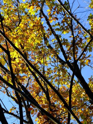 ささぶねの道（大原みねみち公園）
