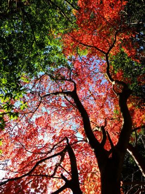 ささぶねの道（大原みねみち公園）
