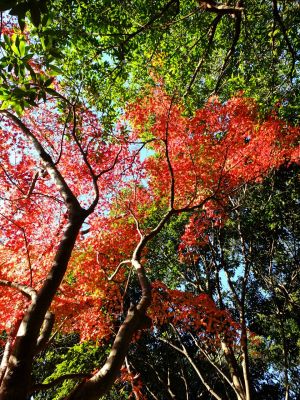 ささぶねの道（大原みねみち公園）
