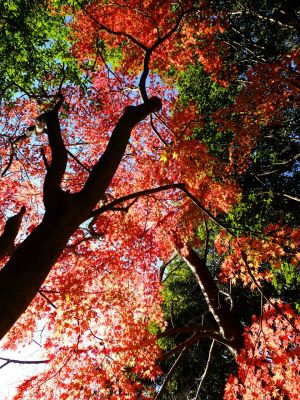 ささぶねの道（大原みねみち公園）

