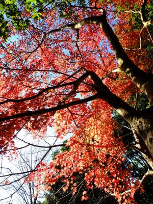ささぶねの道（大原みねみち公園）
