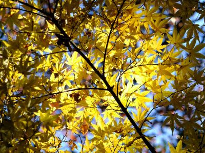 ささぶねの道（大原みねみち公園）
