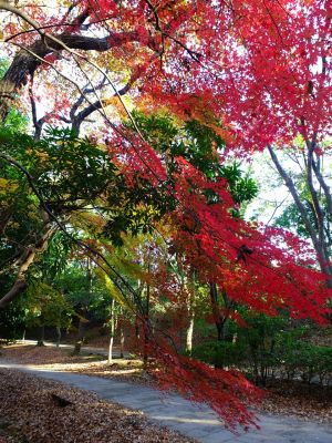 ささぶねの道（葛ヶ谷公園）
