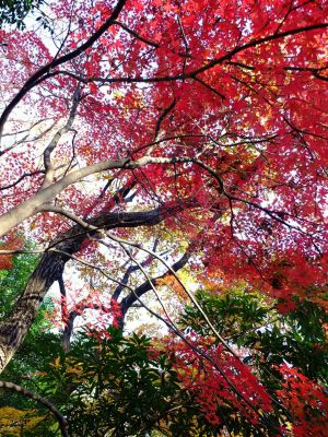 ささぶねの道（葛ヶ谷公園）
