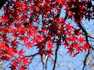 ささぶねの道（葛ヶ谷公園）
