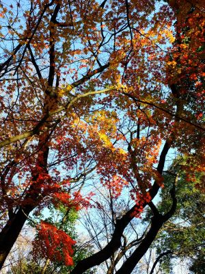 ささぶねの道（葛ヶ谷公園）
