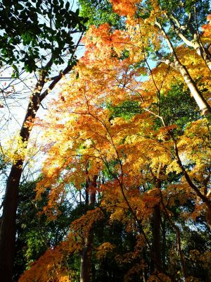 ささぶねの道（葛ヶ谷公園）
