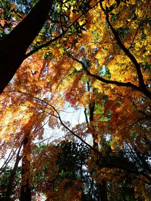 ささぶねの道（葛ヶ谷公園）
