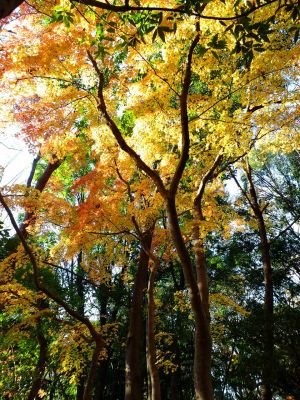 ささぶねの道（葛ヶ谷公園）
