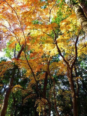 ささぶねの道（葛ヶ谷公園）
