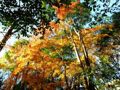 ささぶねの道（葛ヶ谷公園）
