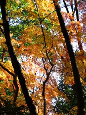 ささぶねの道（葛ヶ谷公園）
