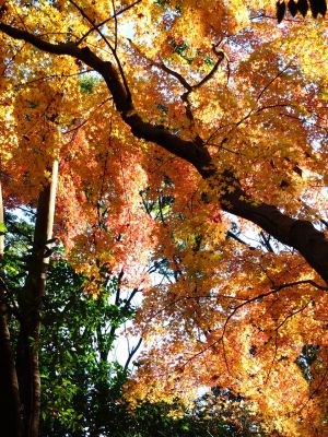 ささぶねの道（葛ヶ谷公園）
