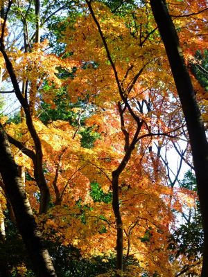 ささぶねの道（葛ヶ谷公園）
