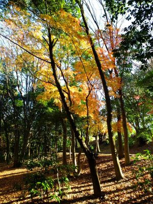 ささぶねの道（葛ヶ谷公園）
