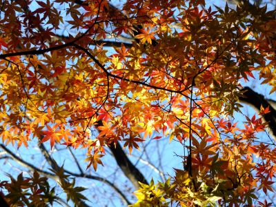 ささぶねの道（葛ヶ谷公園）
