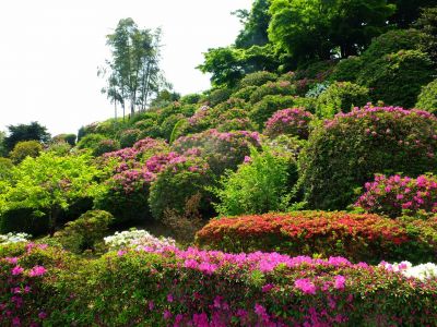 佐江戸つつじ庭園（牧野さん）

