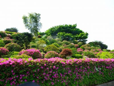 佐江戸つつじ庭園（牧野さん）
