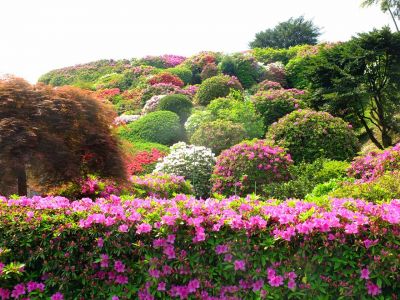 佐江戸つつじ庭園（牧野さん）
