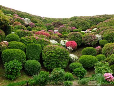 つつじ山（牧野さんの庭）
