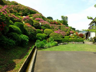 佐江戸つつじ庭園（牧野さん）

