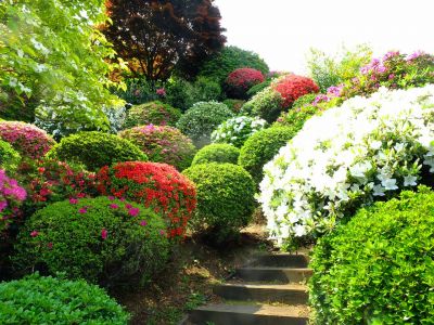 佐江戸つつじ庭園（牧野さん）
