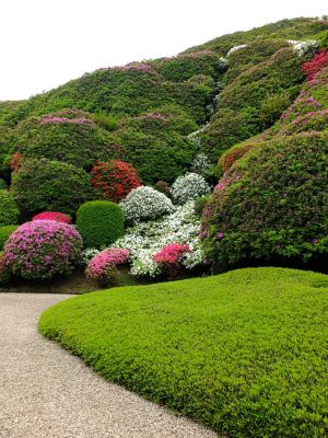 つつじ山（牧野さんの庭）

