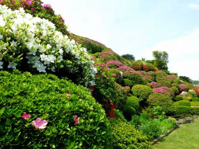 佐江戸つつじ庭園（牧野さん）
