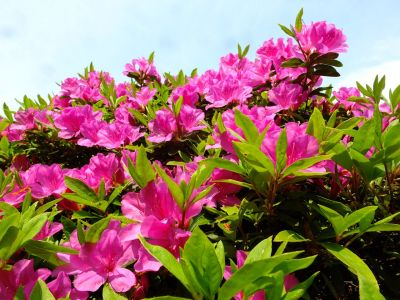 佐江戸つつじ庭園（牧野さん）
