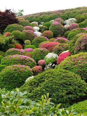 つつじ山（牧野さんの庭）

