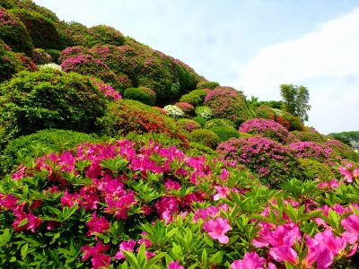 佐江戸つつじ庭園（牧野さん）
