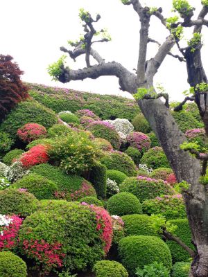 つつじ山（牧野さんの庭）
