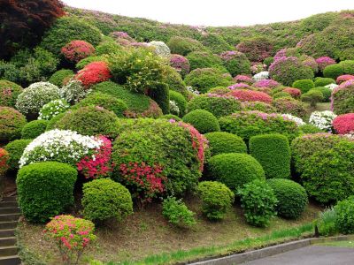つつじ山（牧野さんの庭）
