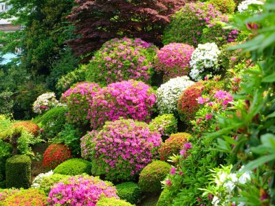 佐江戸つつじ庭園（牧野さん）
