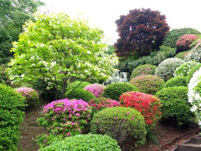 つつじ山（牧野さんの庭）
