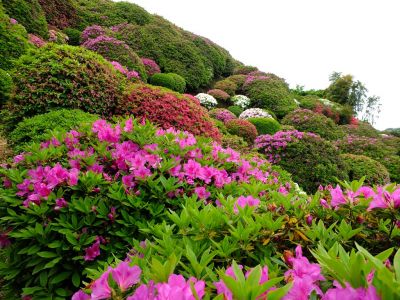 つつじ山（牧野さんの庭）
