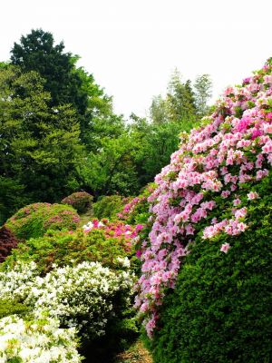佐江戸つつじ庭園（牧野さん）
