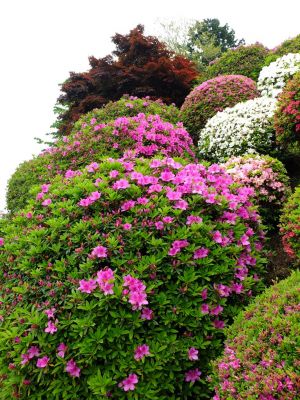 つつじ山（牧野さんの庭）
