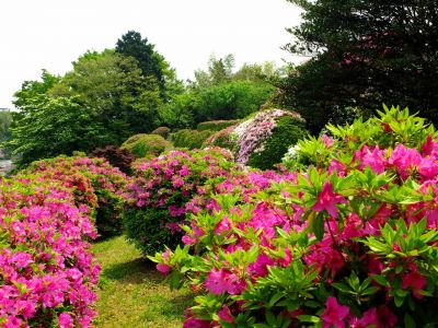 佐江戸つつじ庭園（牧野さん）
