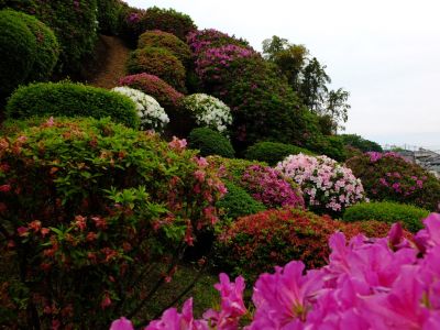 つつじ山（牧野さんの庭）
