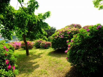 佐江戸つつじ庭園（牧野さん）
