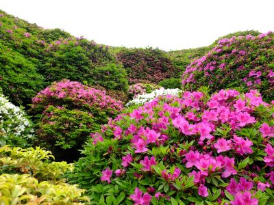 つつじ山（牧野さんの庭）
