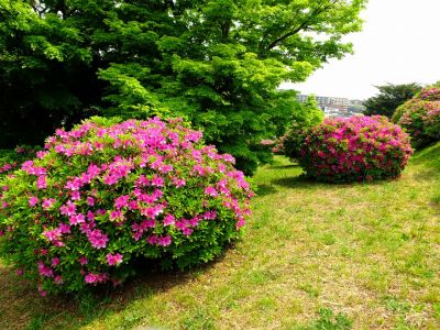 佐江戸つつじ庭園（牧野さん）
