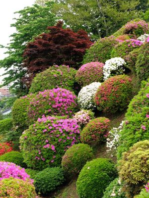 つつじ山（牧野さんの庭）
