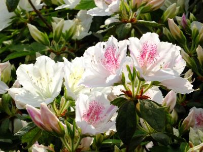 佐江戸つつじ庭園（牧野さん）
