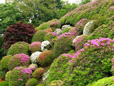 つつじ山（牧野さんの庭）
