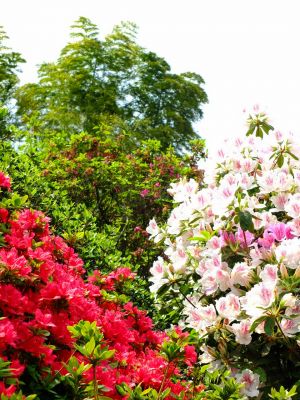 佐江戸つつじ庭園（牧野さん）
