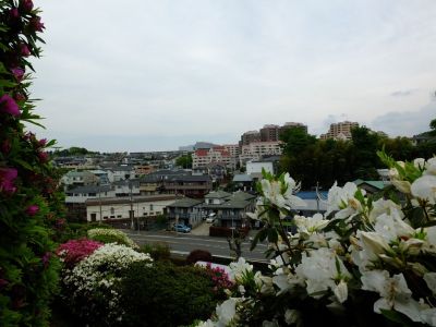 つつじ山（牧野さんの庭）
