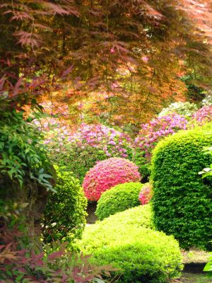 佐江戸つつじ庭園（牧野さん）
